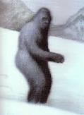 yetti